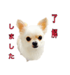 甘えん坊僕ちゃん（個別スタンプ：3）