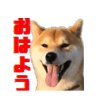 柴犬の金太だぞ？第1弾（個別スタンプ：1）