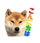 柴犬の金太だぞ？第1弾（個別スタンプ：2）