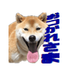 柴犬の金太だぞ？第1弾（個別スタンプ：3）