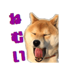 柴犬の金太だぞ？第1弾（個別スタンプ：4）