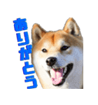 柴犬の金太だぞ？第1弾（個別スタンプ：5）