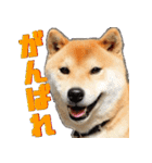 柴犬の金太だぞ？第1弾（個別スタンプ：6）