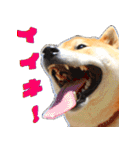 柴犬の金太だぞ？第1弾（個別スタンプ：7）