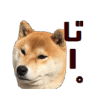 柴犬の金太だぞ？第1弾（個別スタンプ：8）