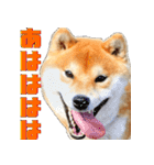柴犬の金太だぞ？第1弾（個別スタンプ：9）