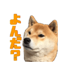 柴犬の金太だぞ？第1弾（個別スタンプ：10）