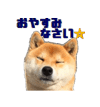 柴犬の金太だぞ？第1弾（個別スタンプ：11）