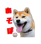 柴犬の金太だぞ？第1弾（個別スタンプ：12）