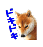 柴犬の金太だぞ？第1弾（個別スタンプ：13）