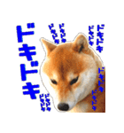 柴犬の金太だぞ？第1弾（個別スタンプ：14）