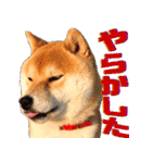 柴犬の金太だぞ？第1弾（個別スタンプ：16）