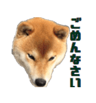 柴犬の金太だぞ？第1弾（個別スタンプ：17）