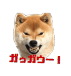 柴犬の金太だぞ？第1弾（個別スタンプ：18）