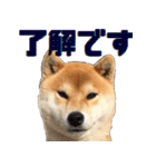 柴犬の金太だぞ？第1弾（個別スタンプ：19）