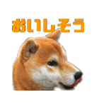 柴犬の金太だぞ？第1弾（個別スタンプ：20）