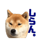 柴犬の金太だぞ？第1弾（個別スタンプ：21）