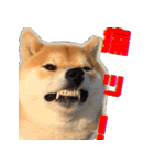 柴犬の金太だぞ？第1弾（個別スタンプ：22）