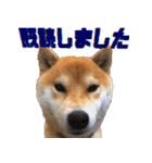 柴犬の金太だぞ？第1弾（個別スタンプ：24）