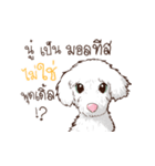 Pretty Maltese Dog（個別スタンプ：1）