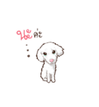 Pretty Maltese Dog（個別スタンプ：2）