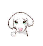 Pretty Maltese Dog（個別スタンプ：3）