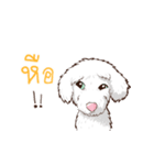 Pretty Maltese Dog（個別スタンプ：4）