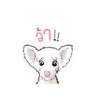 Pretty Maltese Dog（個別スタンプ：28）