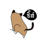 niyacat（個別スタンプ：15）