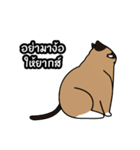 niyacat（個別スタンプ：36）