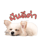 guay＆fai（個別スタンプ：16）