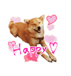 柴犬のハルカ（個別スタンプ：1）