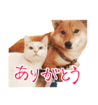 柴犬のハルカ（個別スタンプ：2）