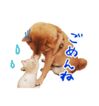 柴犬のハルカ（個別スタンプ：3）
