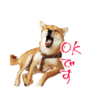 柴犬のハルカ（個別スタンプ：4）