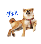 柴犬のハルカ（個別スタンプ：5）
