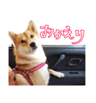 柴犬のハルカ（個別スタンプ：7）