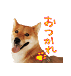 柴犬のハルカ（個別スタンプ：8）