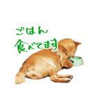 柴犬のハルカ（個別スタンプ：9）