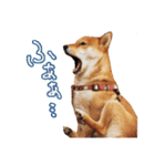 柴犬のハルカ（個別スタンプ：10）