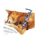 柴犬のハルカ（個別スタンプ：11）