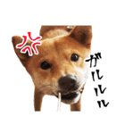 柴犬のハルカ（個別スタンプ：13）