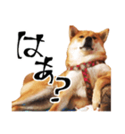 柴犬のハルカ（個別スタンプ：14）