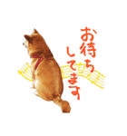 柴犬のハルカ（個別スタンプ：15）