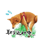 柴犬のハルカ（個別スタンプ：16）
