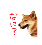 柴犬のハルカ（個別スタンプ：17）