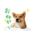 柴犬のハルカ（個別スタンプ：18）