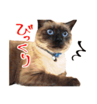 柴犬のハルカ（個別スタンプ：19）