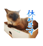 柴犬のハルカ（個別スタンプ：20）