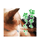 柴犬のハルカ（個別スタンプ：21）